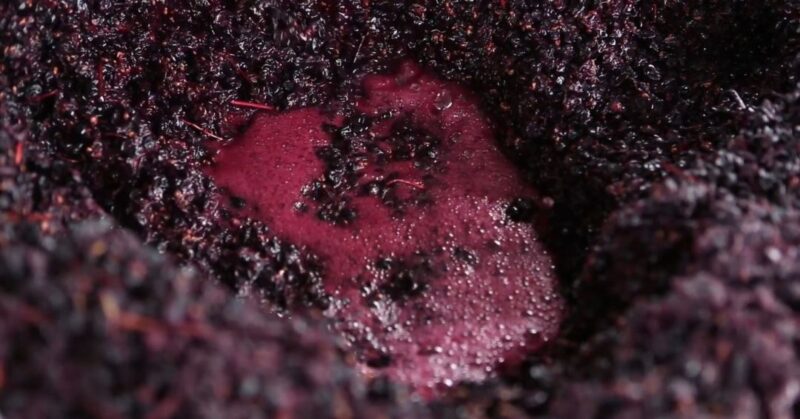 Proces potapanja pokožice grožđa u mošt radi izdvajanja boje, aroma i tanina u vino